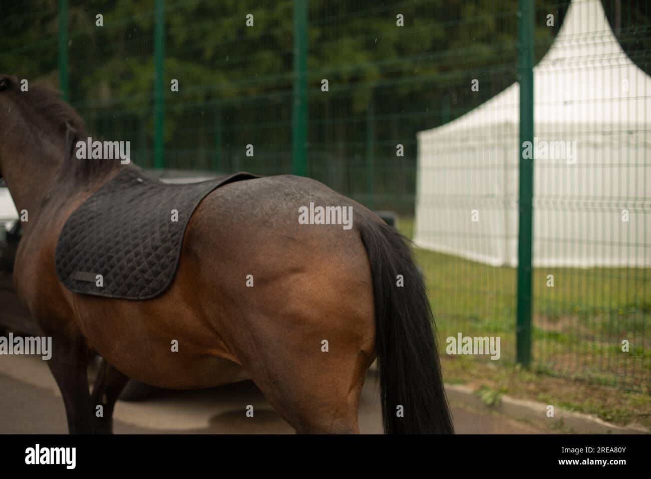 Cavallo in città. Cavallo nero. Dettagli animale. Coda e sella. Foto Stock