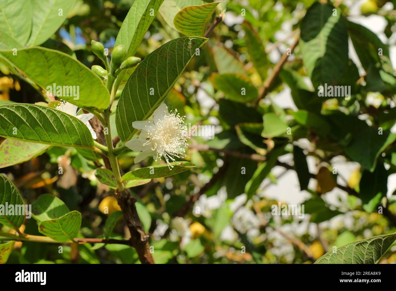 Fiore di guava su un albero di gava (Psidium guajava). Foto Stock