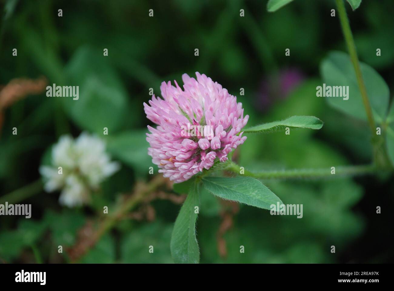 Fiore di trifoglio rosso fresco preso in estate in un campo selvatico sconosciuto. Foto Stock