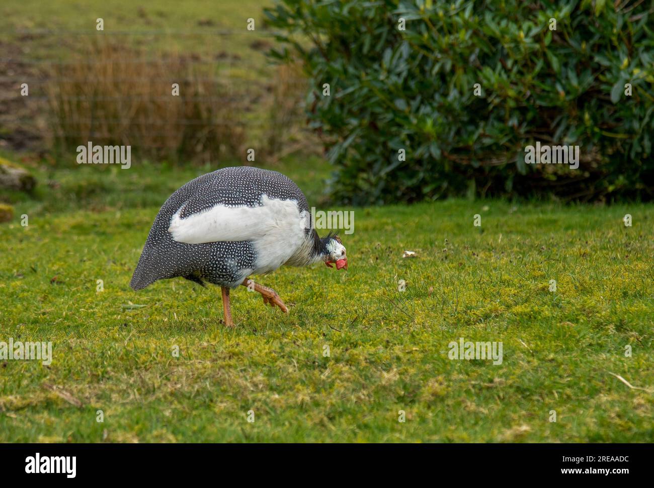 Uccelli guineafowl che si nutrono nell'erba per la semina Foto Stock