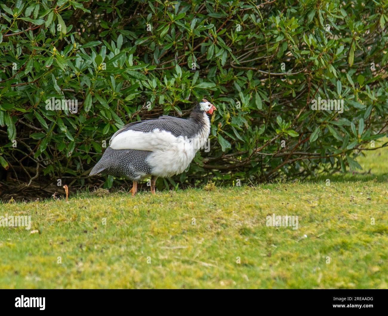 Uccelli guineafowl che si nutrono nell'erba per la semina Foto Stock