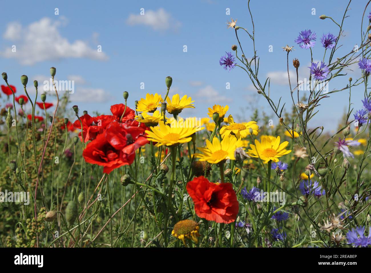 un gruppo di fiori selvatici rossi, gialli e blu si avvicina in un margine di campo nella campagna olandese in estate e un cielo blu sullo sfondo Foto Stock