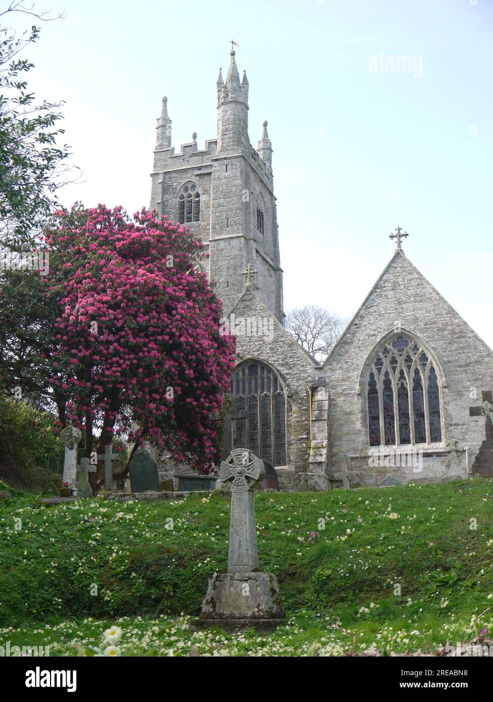 St Mawgan, Cornovaglia, Regno Unito - marzo 2022 - St Mawgan in Pydar Church, dedicata a St Mawgan e St Nicholas, con rododendri e primosi in fiore. Foto Stock