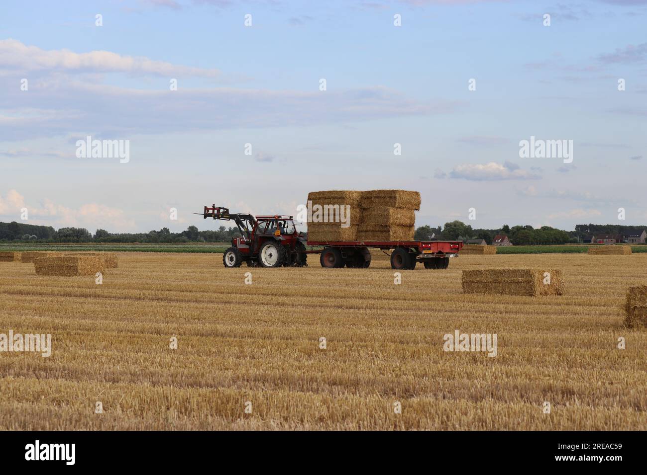 un trattore con un carro con balle di fieno si sposta su un campo di stoppia in estate Foto Stock