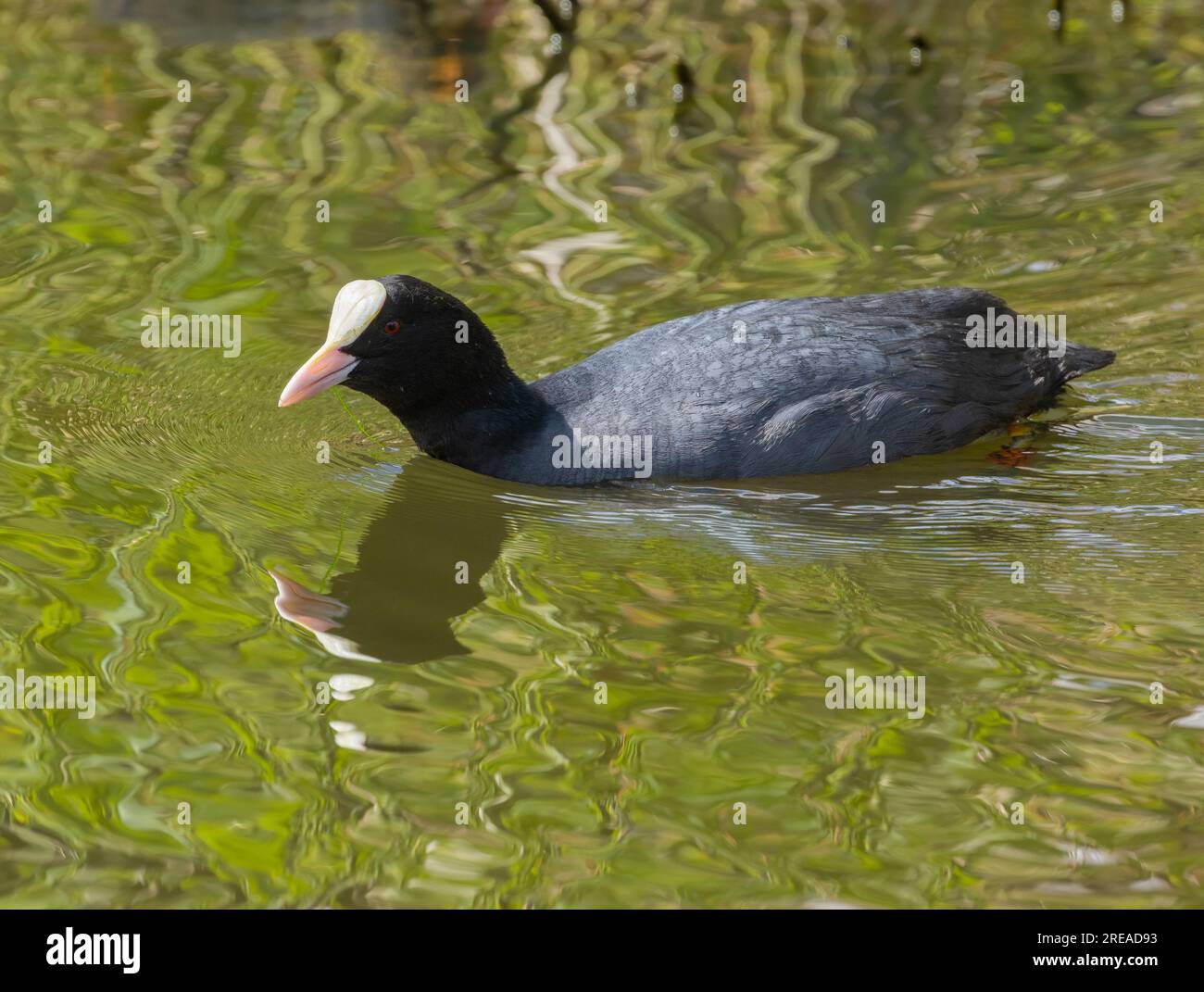Uccello d'acqua che nuota nell'acqua con riflessi verdi dalle canne Foto Stock