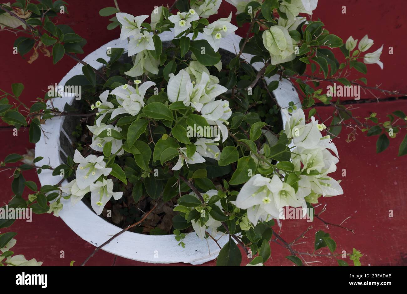 Una pianta di Bougainvillea bianca in vaso con fiori bianchi è in una pentola di cemento della casa come pianta al coperto. Vista dall'alto Foto Stock