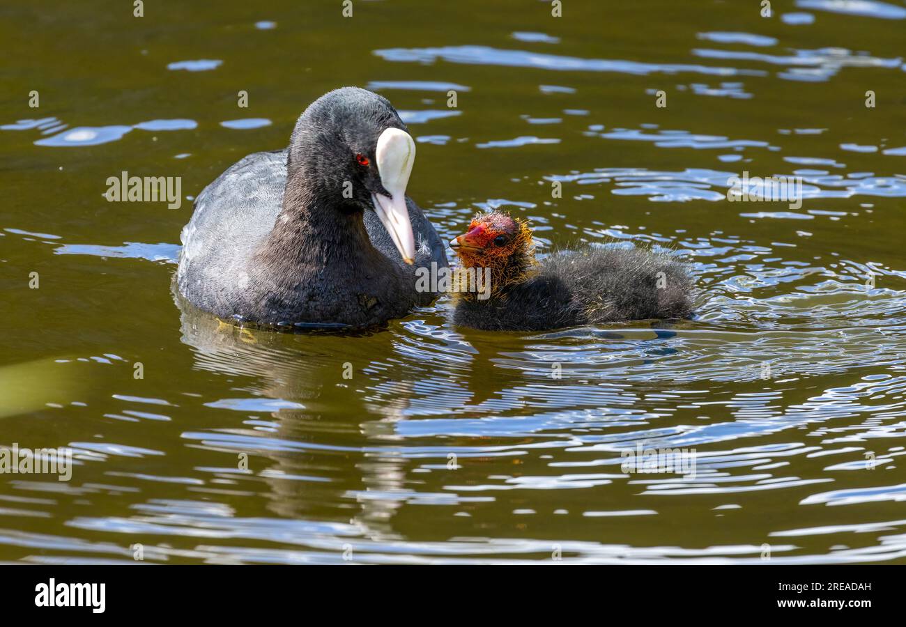 Uccello d'acqua che dà da mangiare ai giovani nel laghetto al sole Foto Stock