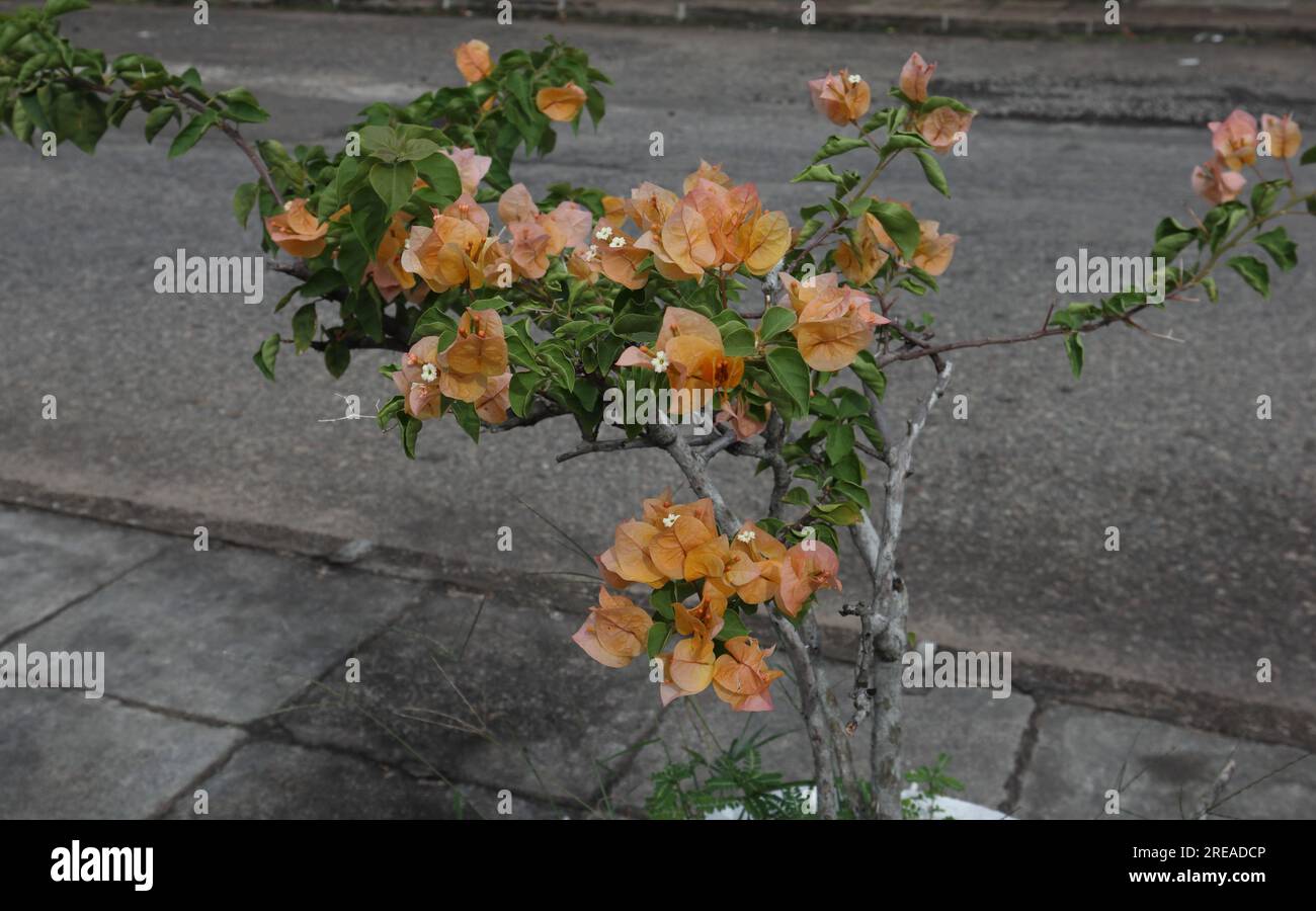 La vista di una pianta di Bougainvillea in vaso con fiori di colore arancio è sul lato della strada Foto Stock