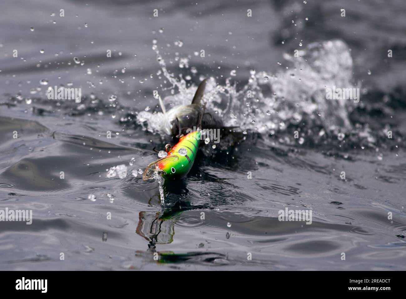 Piccoli pesci di merluzzo carbonaro catturati da un colorato baldacchino nella pesca alla traina nel Mare di Barents, nella Norvegia settentrionale, nel Finnmark. Foto Stock