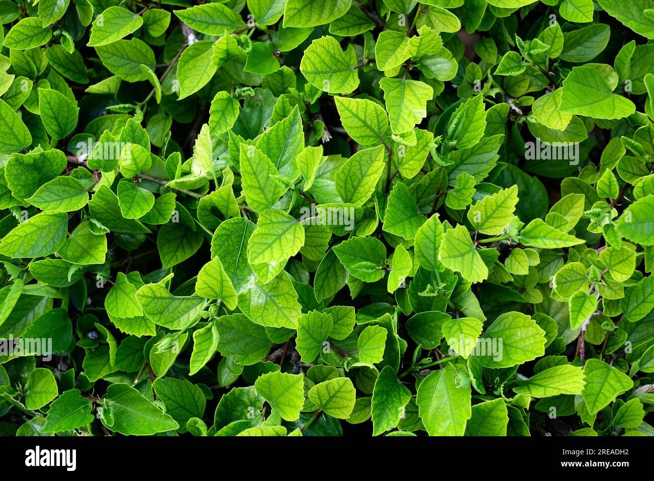 Sfondo verde naturale con piante di ibisco giovani e verdi. Foto Stock