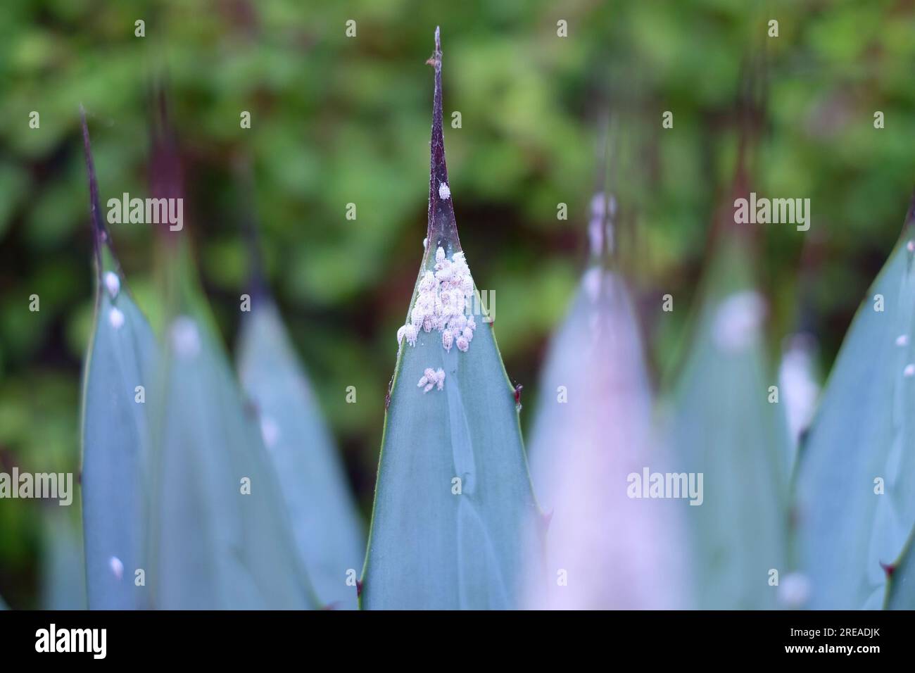 Foglie di piante da giardino attaccate da insetti (Dactylopius coccus). Foto Stock