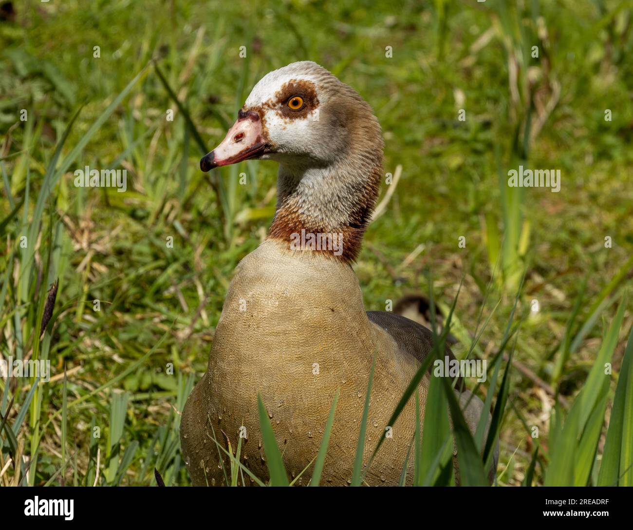 Primo piano di un'oca egiziana tra le canne e l'erba al sole Foto Stock