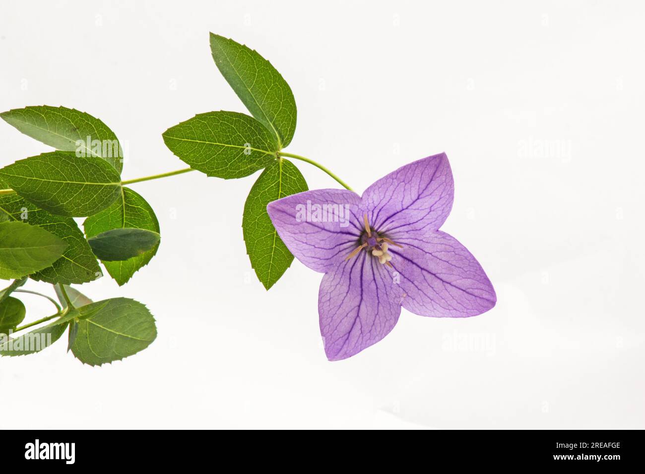 Platycodon Grandiflorum, Fiore campana su sfondo bianco Foto Stock