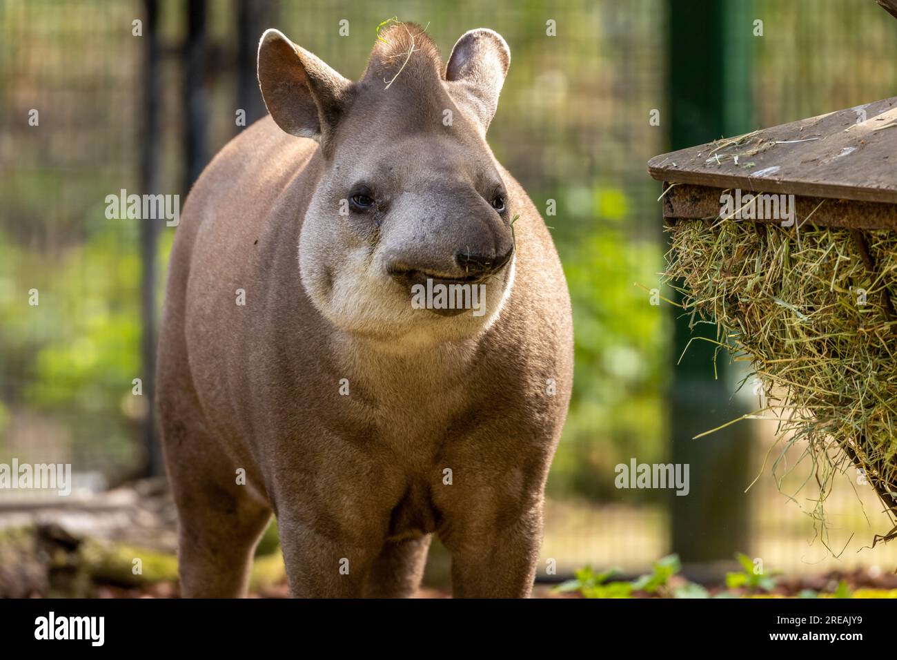 Tapir sudamericano che mangia fieno da una balla Foto Stock