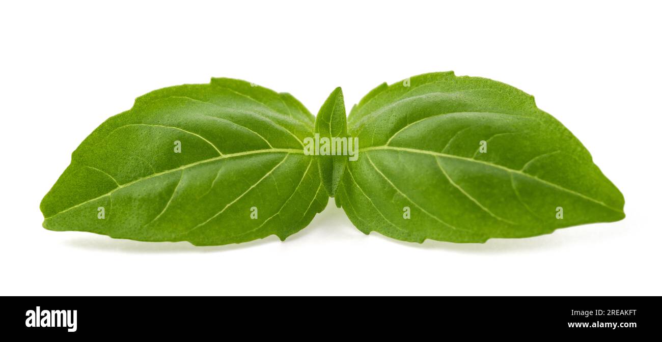 Tuft di basilico fresco isolato su sfondo bianco Foto Stock