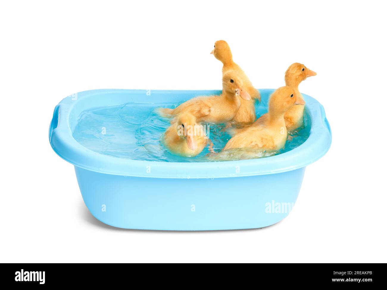 Graziose e divertenti anatre nuotano in un piccolo bacino blu su sfondo bianco. Gli anatroccoli fanno il bagno. Foto Stock