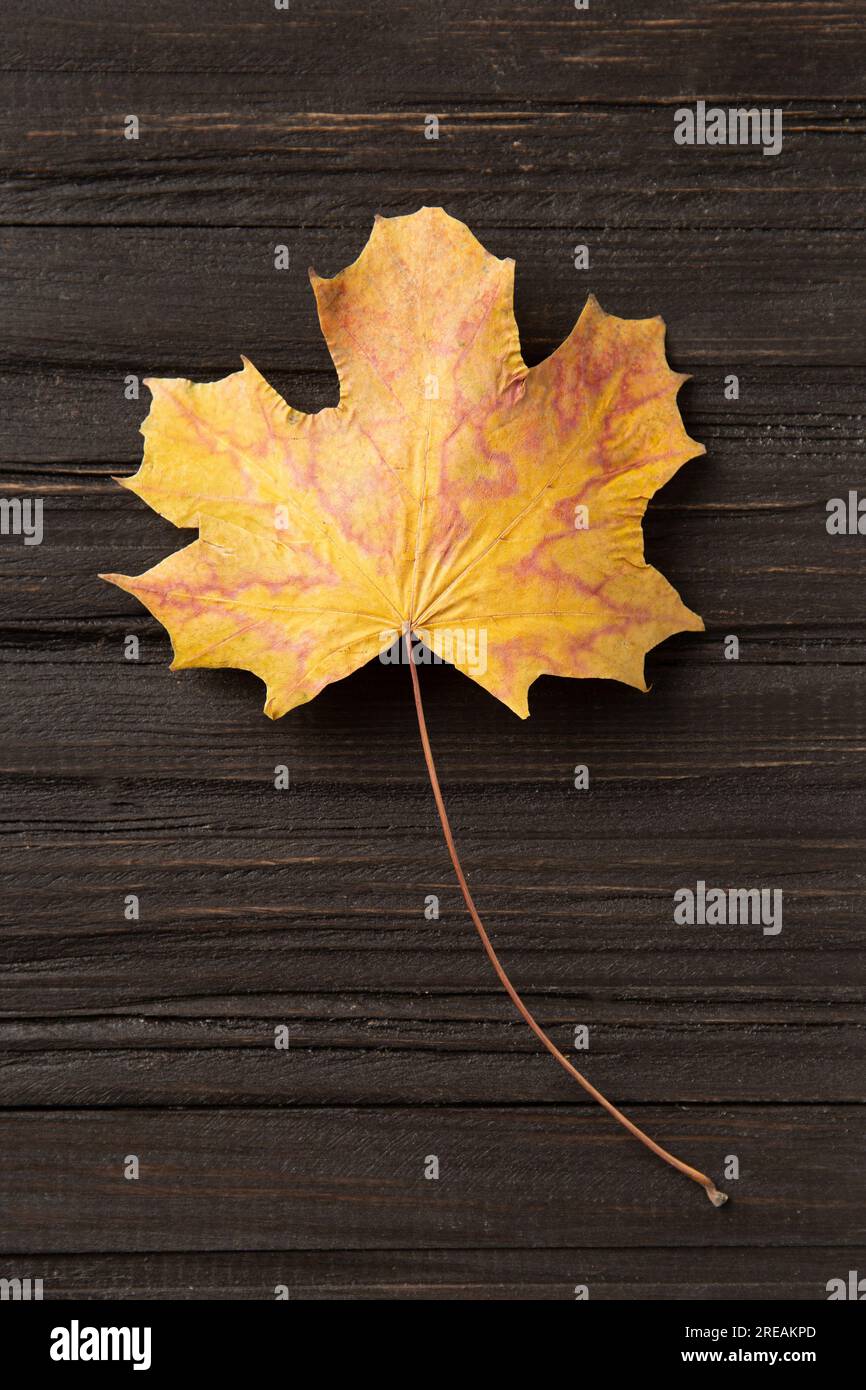 Foglie autunnali su sfondo scuro. Foglia d'acero asciutta. Cartolina, modello, vuoto per la progettazione. Composizione autunnale. Foto Stock