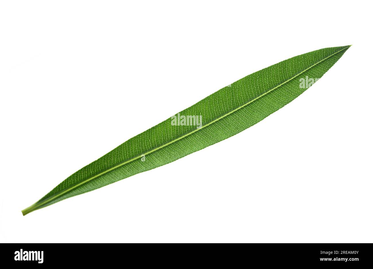 Foglia verde di Oleandro isolata su sfondo bianco Foto Stock