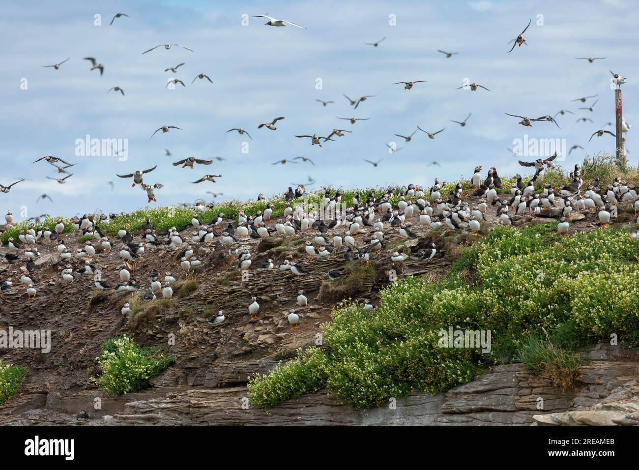 Atlantic puffin Fratercula arctica, Birds Resting & in flight, Coquet Island, Northumberland, Regno Unito, luglio Foto Stock