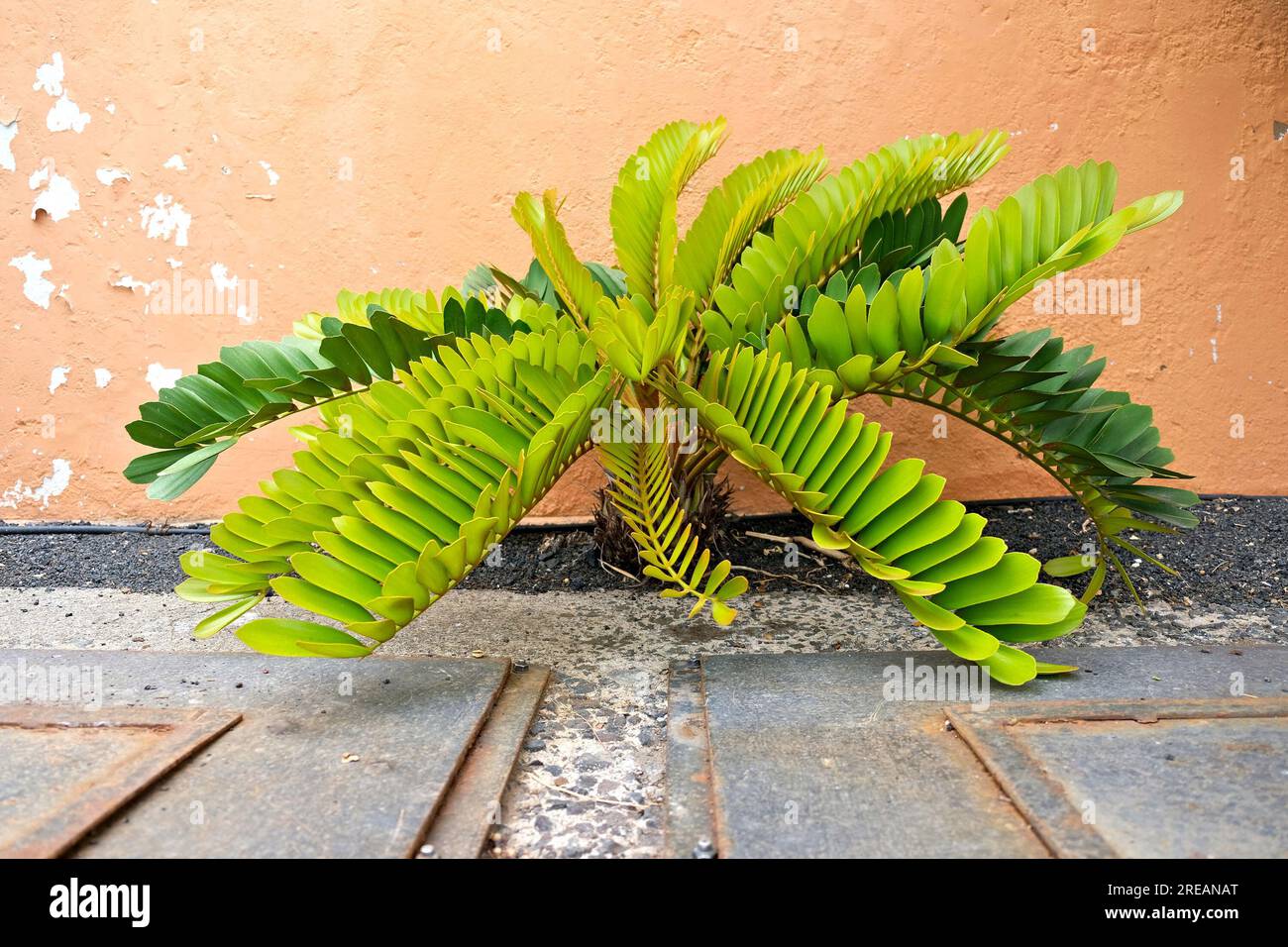 Zanzibar Gem Plant (Zamioculcas zamiifolia). Foto Stock