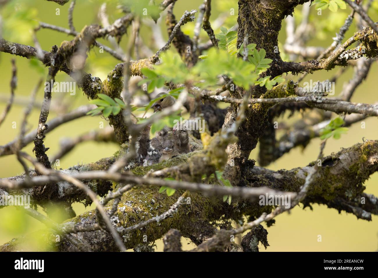 Fringilla coelebs, femmine adulte che nutrono pulcini nel nido di Mountain Ash Sorbus aucuparia, Exmoor National Park, Somerset, Regno Unito, maggio Foto Stock