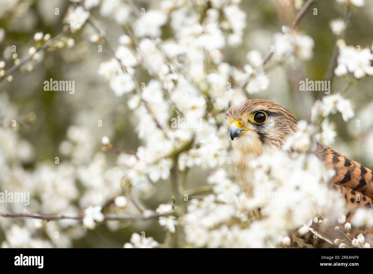 Gheppio comune Falco tinnunculus (prigioniero), femmina adulta arroccata nel biancospino comune Crataegus monogyna hedgerow, Hawk Conservancy Trust, Hampshire, Regno Unito Foto Stock