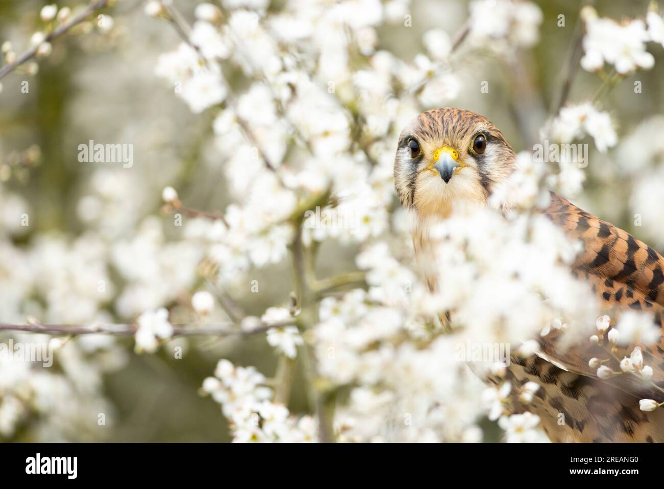 Gheppio comune Falco tinnunculus (prigioniero), femmina adulta arroccata nel biancospino comune Crataegus monogyna hedgerow, Hawk Conservancy Trust, Hampshire, Regno Unito Foto Stock