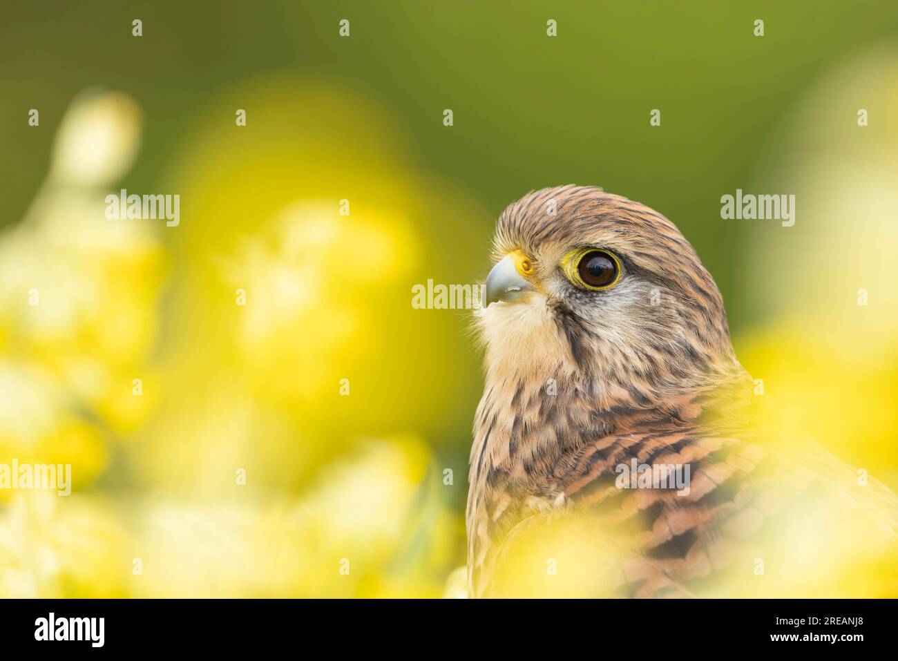 Gheppio comune Falco tinnunculus (prigioniero), femmina adulta tra Cowslip Primula veris, Hawk Conservancy Trust, Hampshire, Regno Unito, aprile Foto Stock