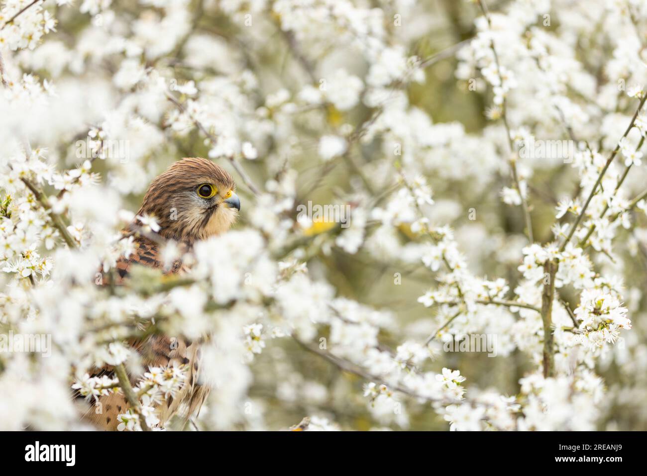 Gheppio comune Falco tinnunculus (prigioniero), femmina adulta arroccata nel biancospino comune Crataegus monogyna hedgerow, Hawk Conservancy Trust, Hampshire, Regno Unito Foto Stock