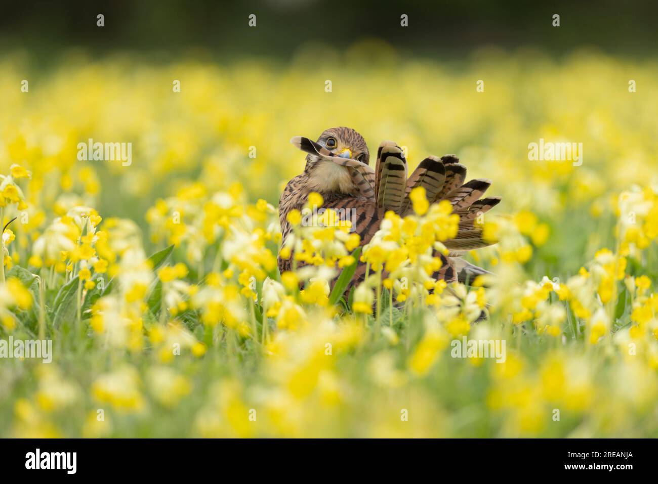 Gheppio comune Falco tinnunculus (prigioniero), femmina adulta tra Cowslip Primula veris, Hawk Conservancy Trust, Hampshire, Regno Unito, aprile Foto Stock