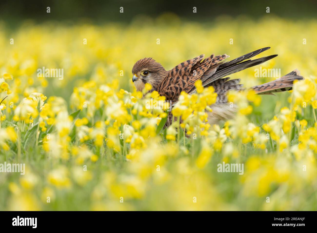 Gheppio comune Falco tinnunculus (prigioniero), femmina adulta tra Cowslip Primula veris, Hawk Conservancy Trust, Hampshire, Regno Unito, aprile Foto Stock