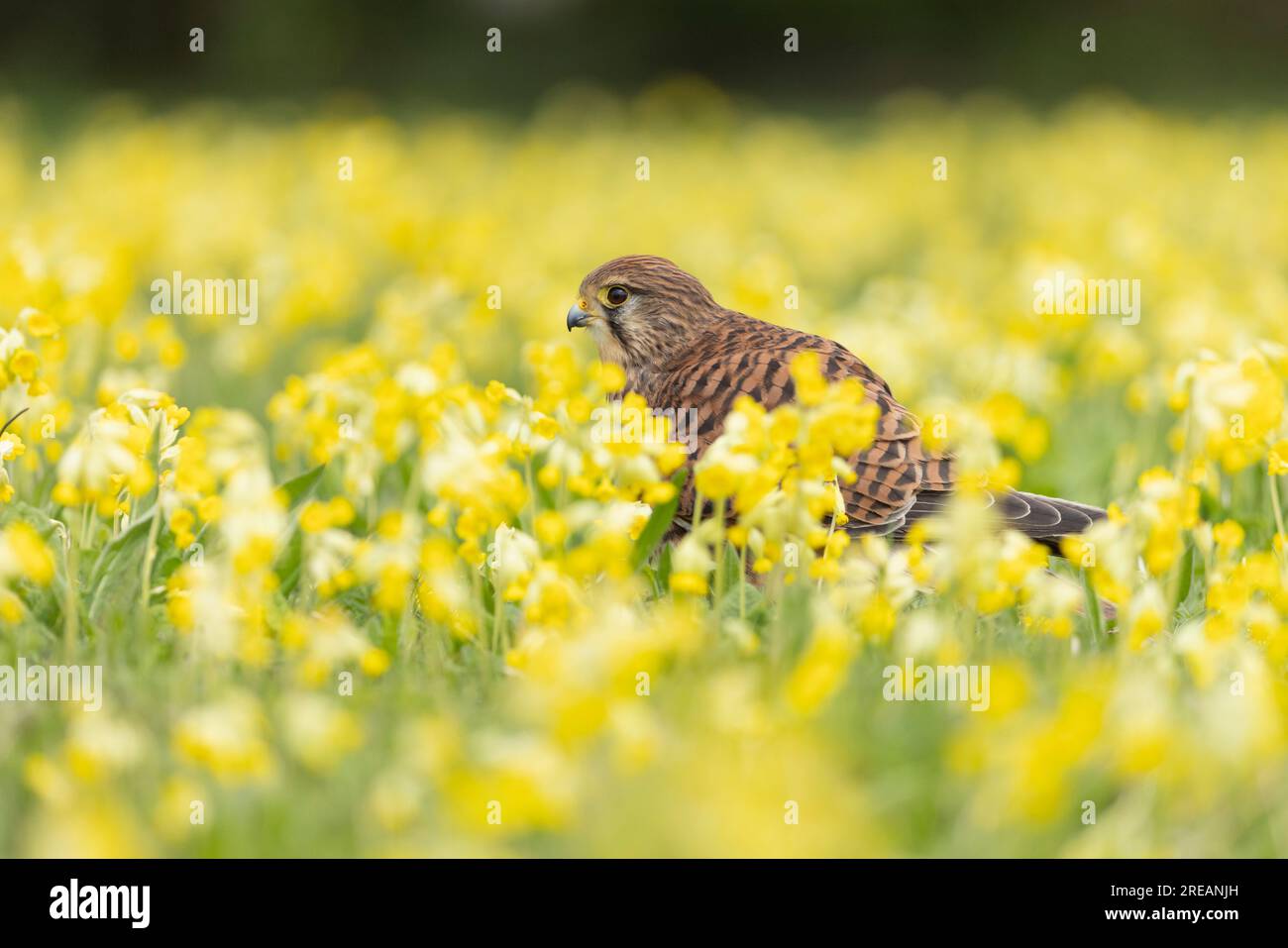 Gheppio comune Falco tinnunculus (prigioniero), femmina adulta tra Cowslip Primula veris, Hawk Conservancy Trust, Hampshire, Regno Unito, aprile Foto Stock