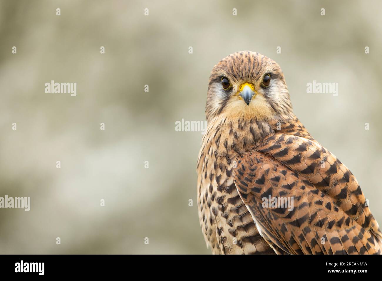 Common kestrel Falco tinnunculus (Captive), ritratto femminile per adulti, Hawk Conservancy Trust, Hampshire, Regno Unito, Aprile Foto Stock