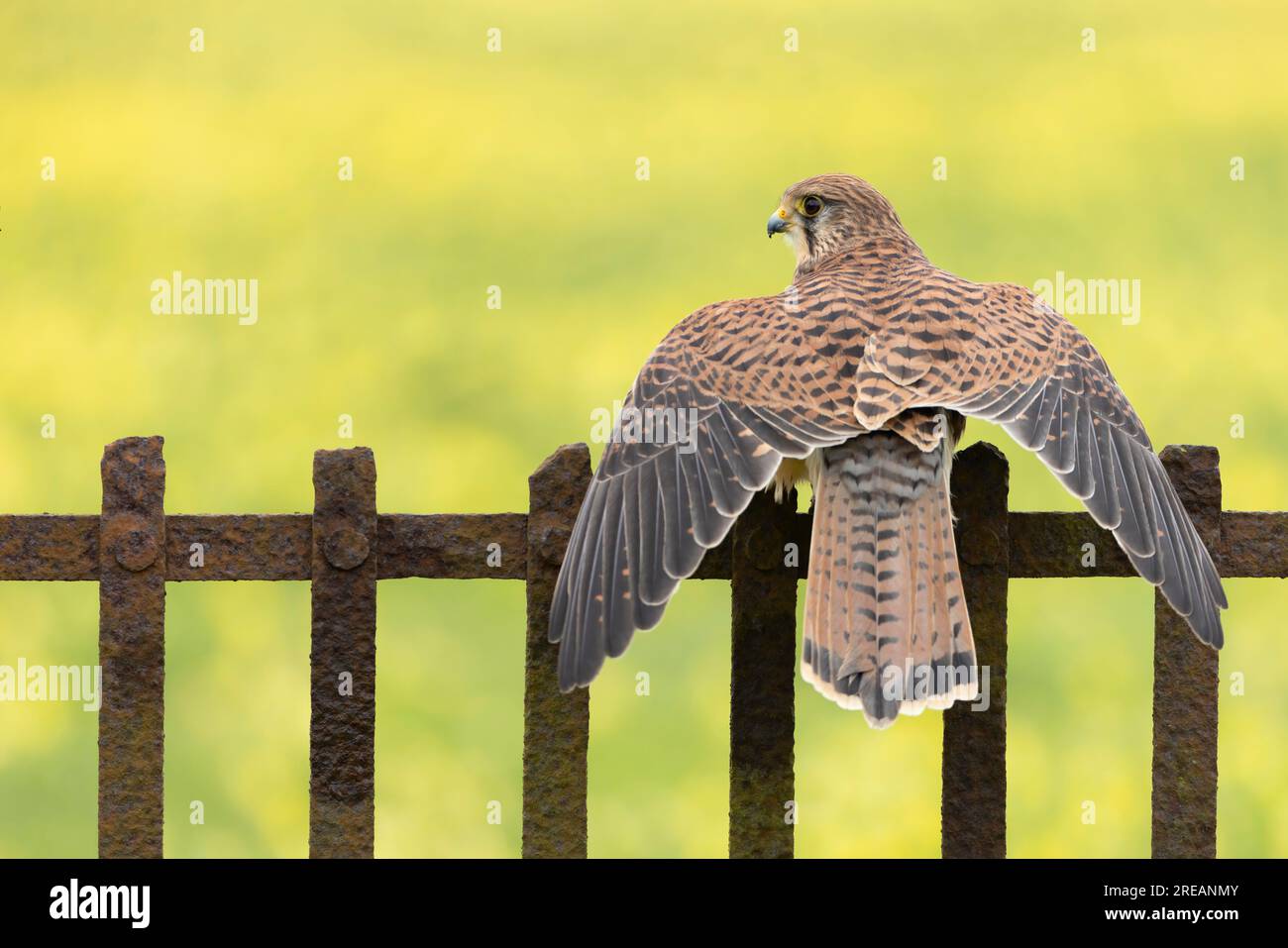 Gheppio comune Falco tinnunculus (prigioniero), donna adulta arroccata su recinzione metallica, Hawk Conservancy Trust, Hampshire, Regno Unito, aprile Foto Stock
