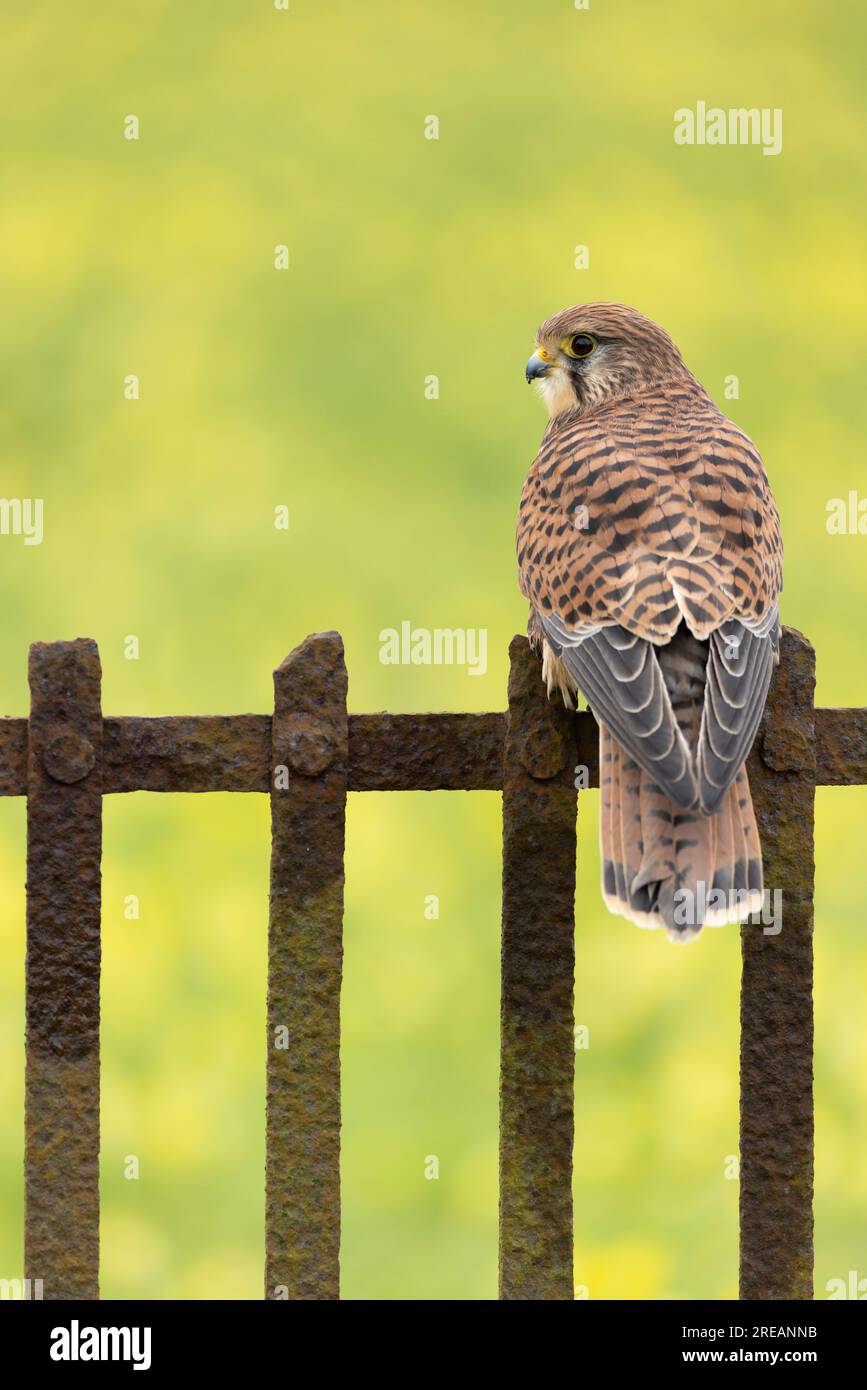 Gheppio comune Falco tinnunculus (prigioniero), donna adulta arroccata su recinzione metallica, Hawk Conservancy Trust, Hampshire, Regno Unito, aprile Foto Stock