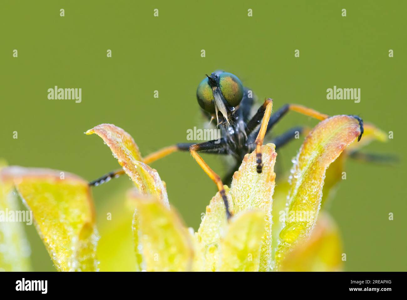 Neoitamus orphne è una specie di mosche rapinatori della famiglia Asilidae Foto Stock