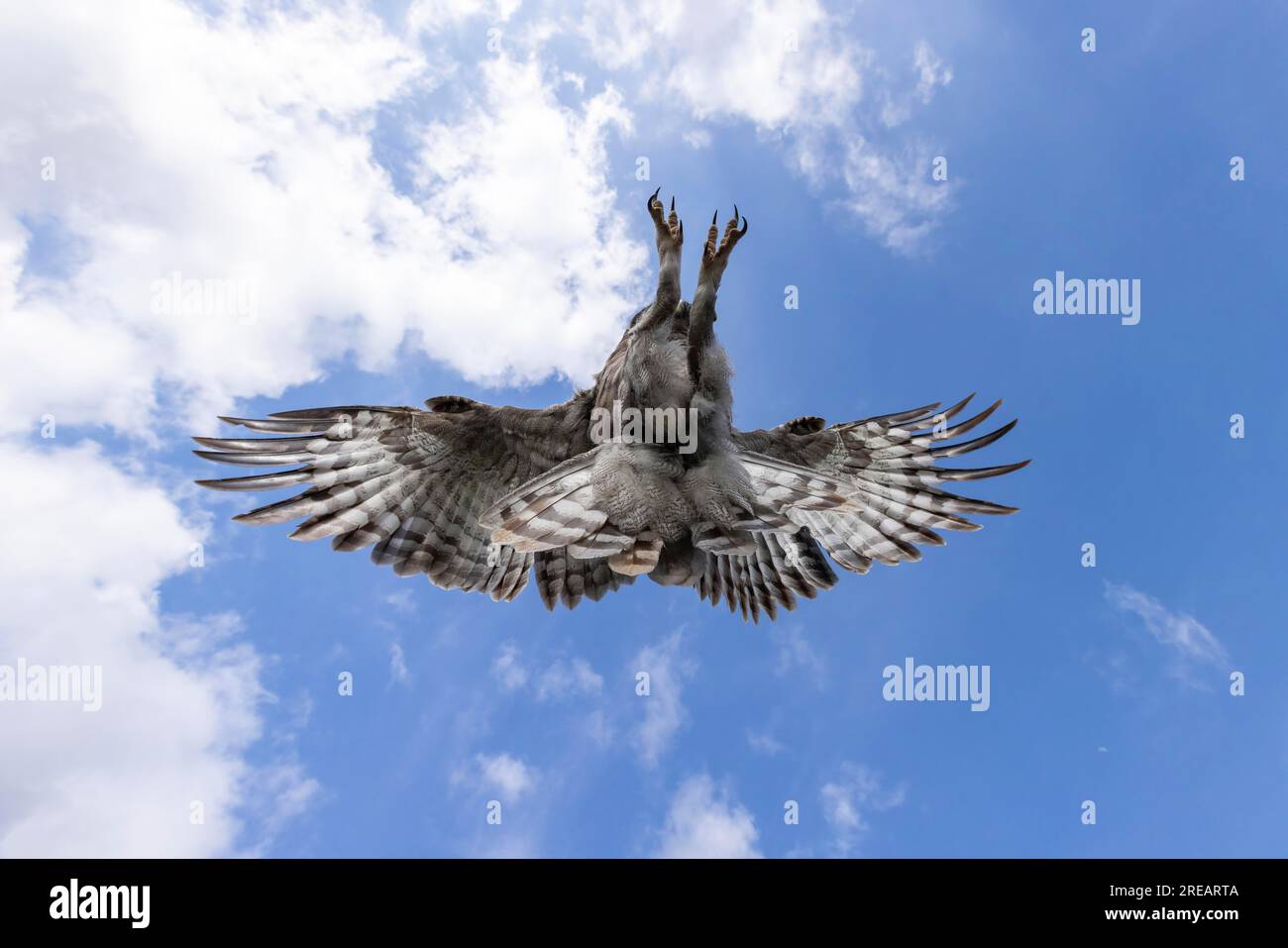Verreaux's Eagle Owl Ketupa lactea (Captive), donna adulta in volo, Hawk Conservancy Trust, Hampshire, UK, aprile Foto Stock