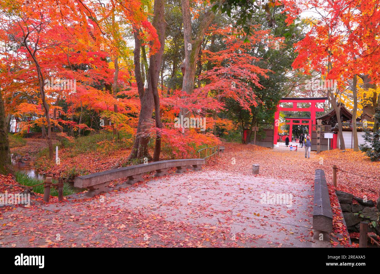 Santuario Shimogamo con foglie colorate Foto Stock