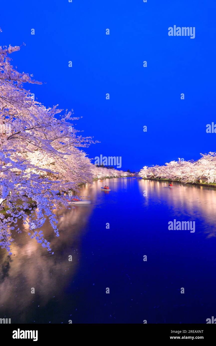 Luce dei ciliegi in fiore al castello di Hirosaki Foto Stock