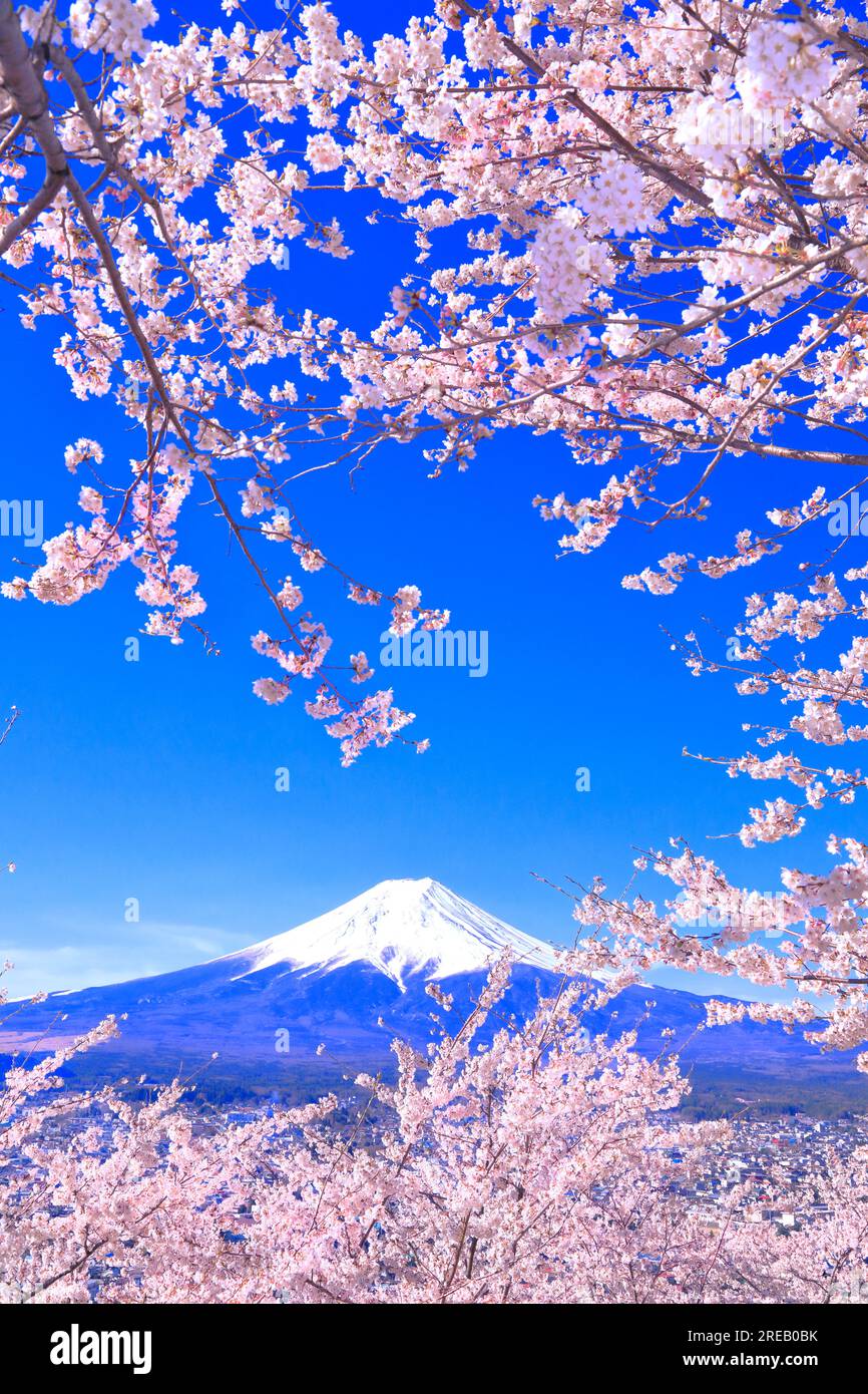 Fiori di ciliegio nel Parco Niikurayama Sengen e sul Monte Foto Stock