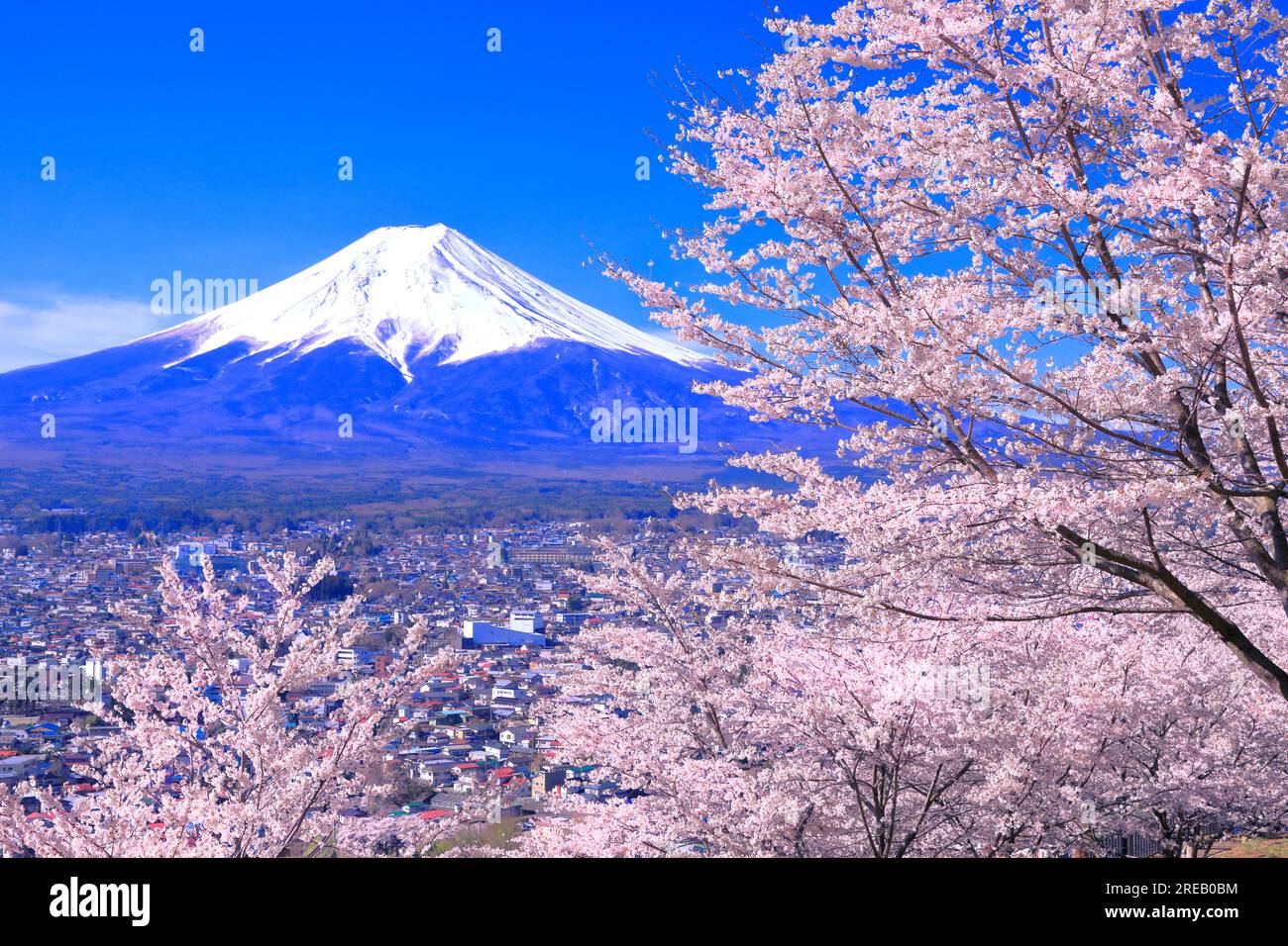 Fiori di ciliegio nel Parco Niikurayama Sengen e sul Monte Foto Stock