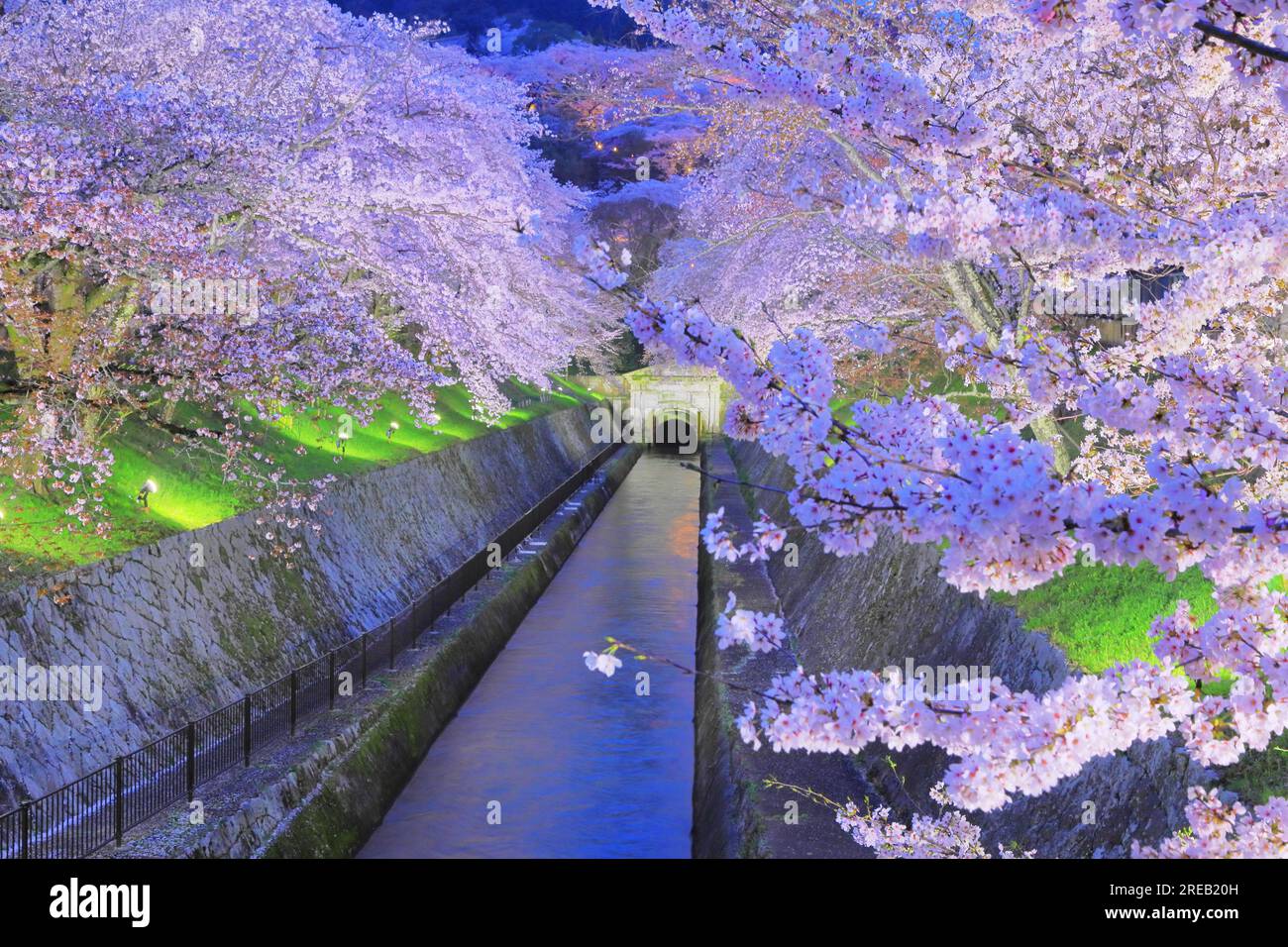Luci in fiore di ciliegio sul canale Biwako Sosui Foto Stock