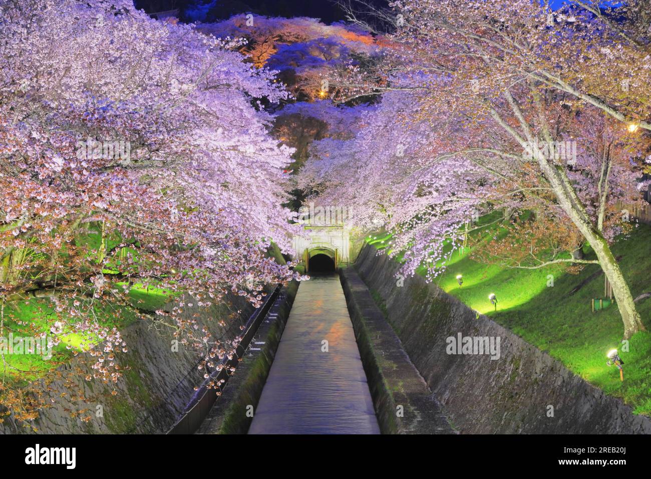 Luci in fiore di ciliegio sul canale Biwako Sosui Foto Stock