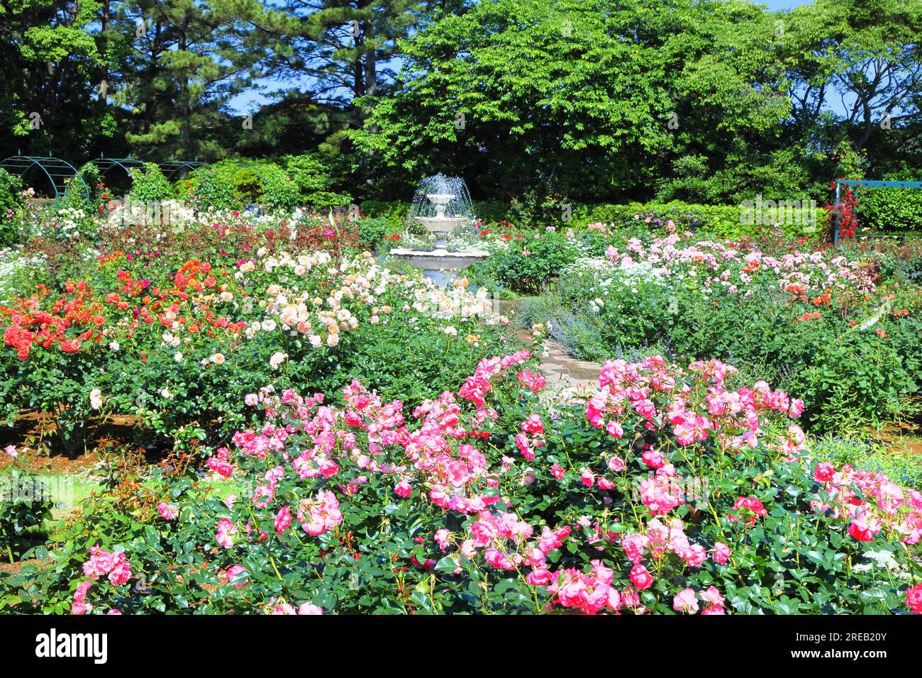 Rose Garden nel parco dei fiori di Hamamatsu Foto Stock