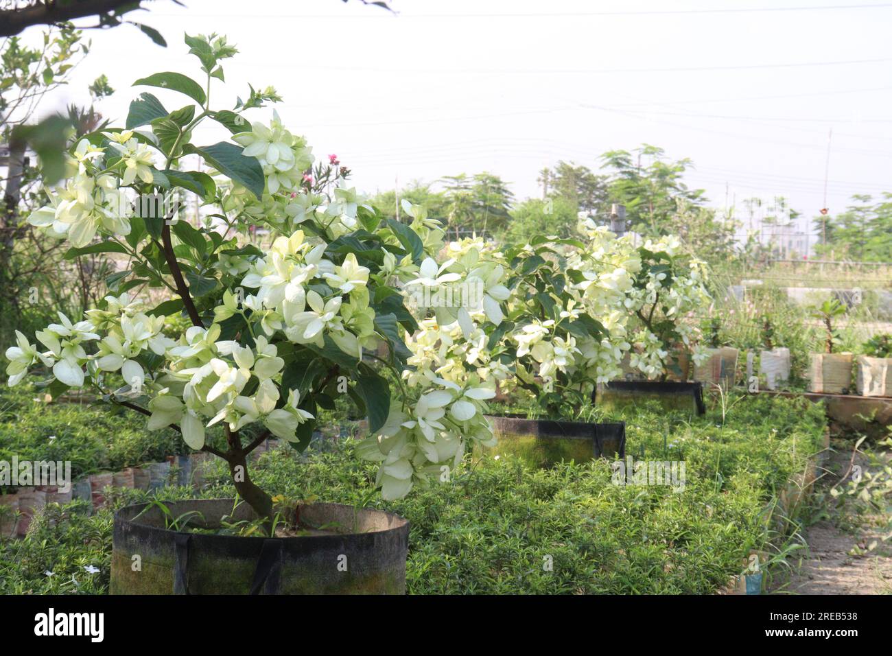 La pianta di fiori di noce di Malabar in azienda agricola per la raccolta sono colture da contante Foto Stock