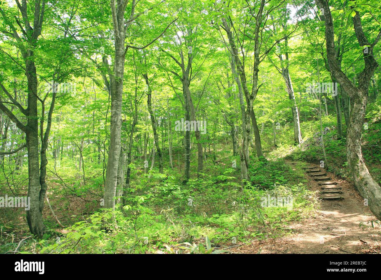 Sentiero dei boschi di faggio catena montuosa di Shirakami Foto Stock