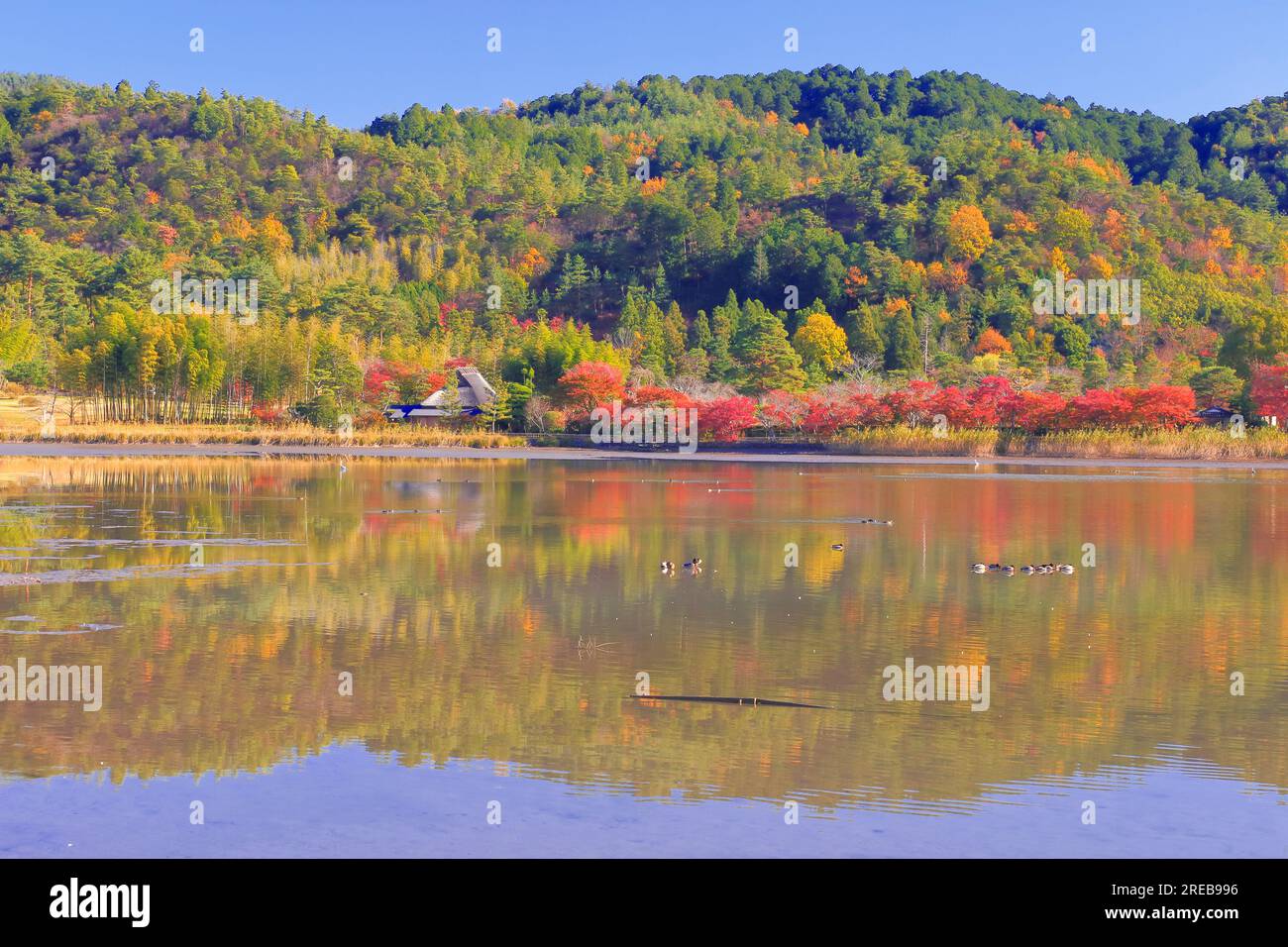 Stagno di Hirozawa in autunno Foto Stock