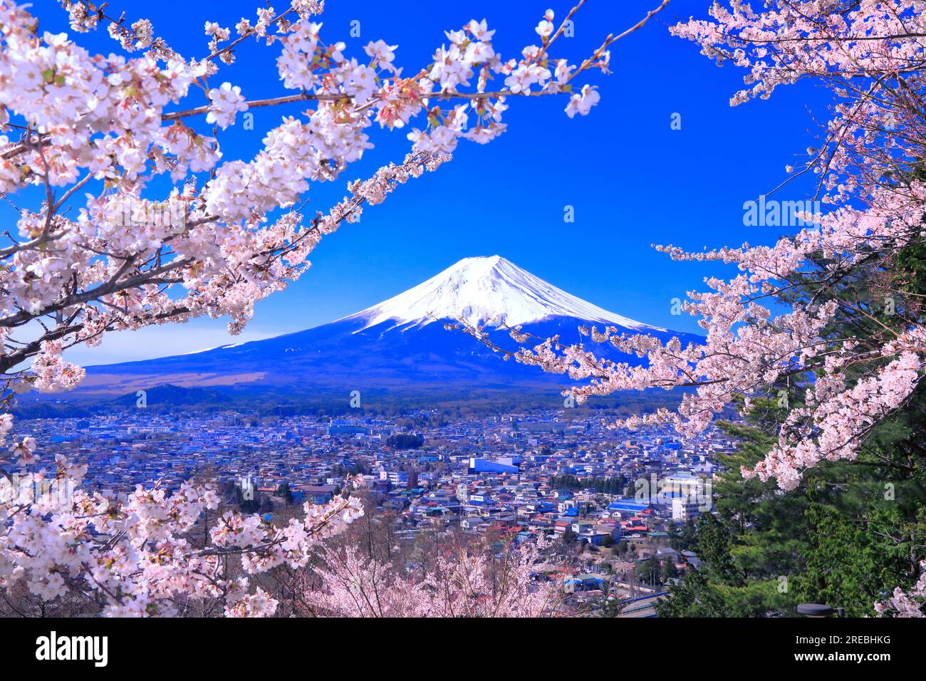 Fiori di ciliegio nel Parco Niikurayama Sengen e sul Monte Foto Stock
