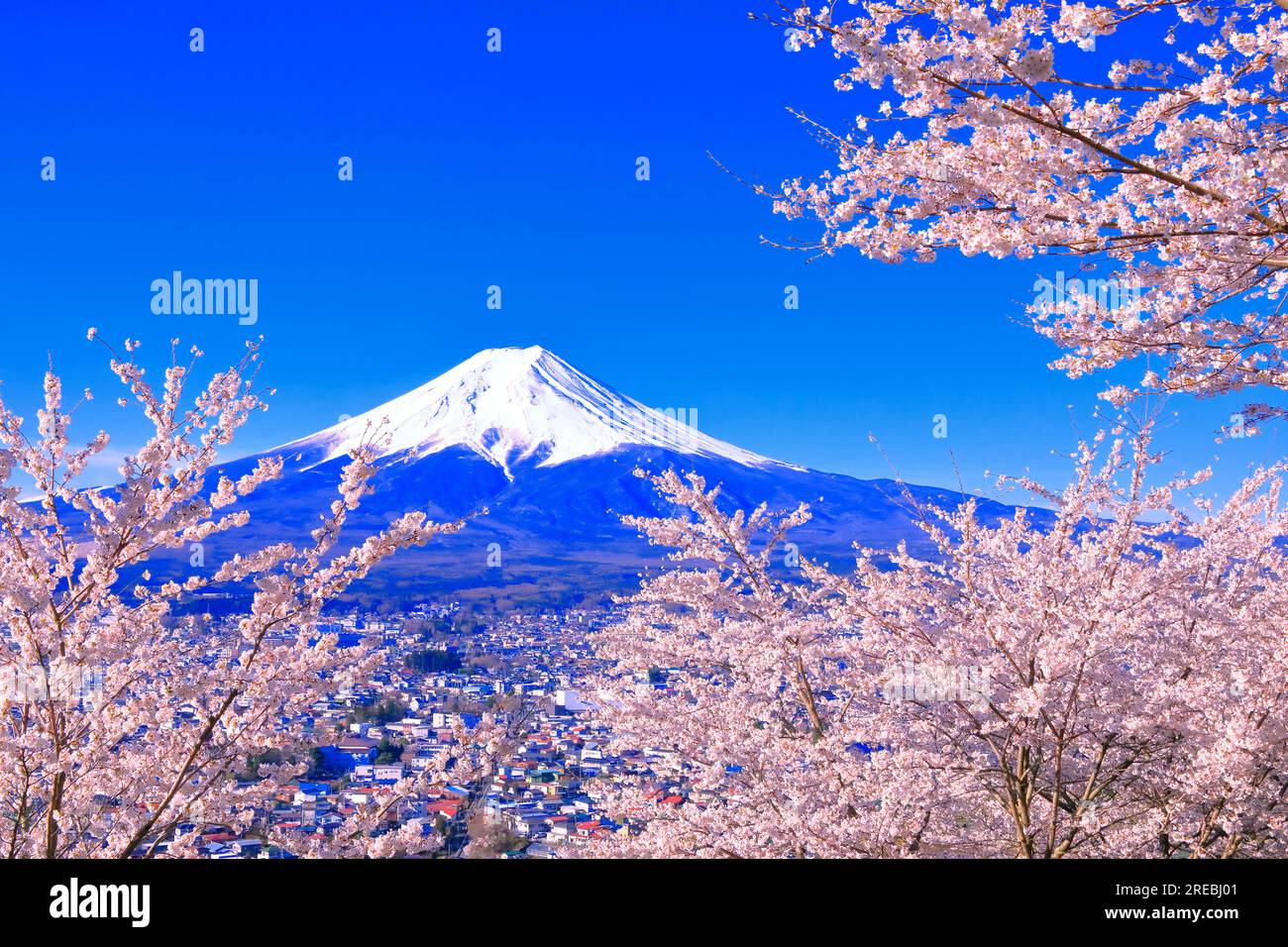 Fiori di ciliegio nel Parco Niikurayama Sengen e sul Monte Foto Stock