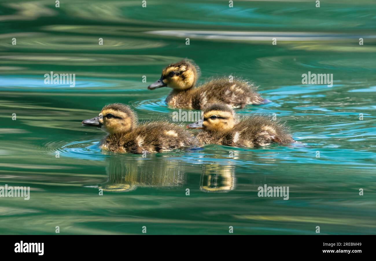 Anatre di Mallard che nuotano in uno stagno. Las Palmas Park, Contea di Santa Clara, California. Foto Stock